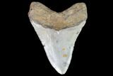 Fossil Megalodon Tooth - North Carolina #105019-2